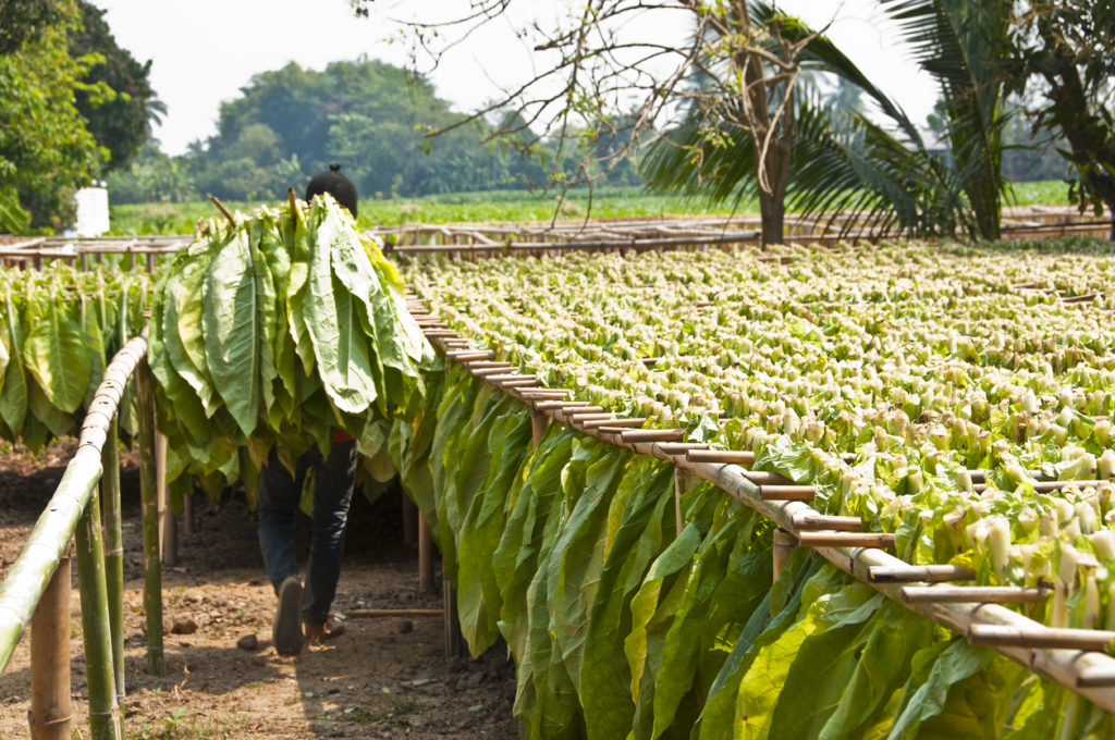 plantation de tabac